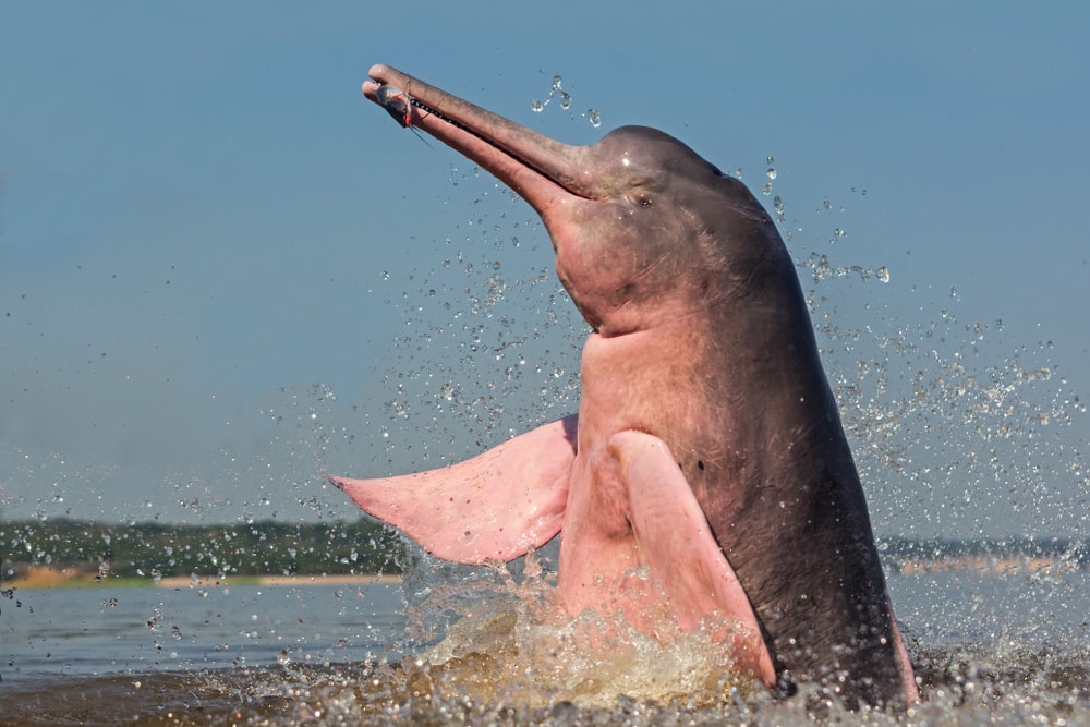 the amazon river dolphin jumping out of the river with a fish in its beak