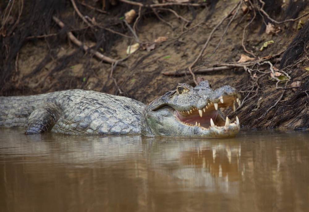 image of a black caiman entering the river with it's mouth wide opened