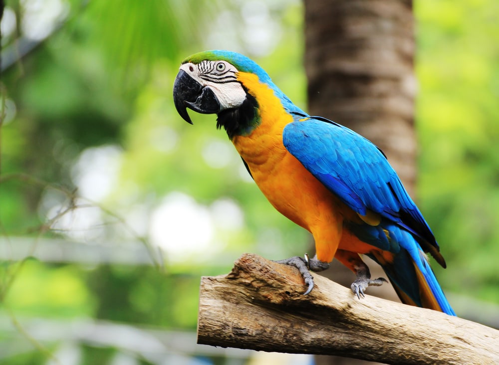 close up image of a blue and yellow macaw on a log 