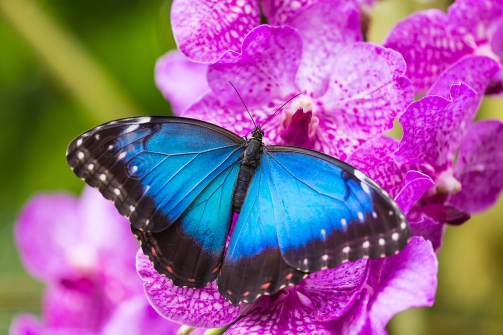 close up image of a blue morpho butterfly on an orchid 