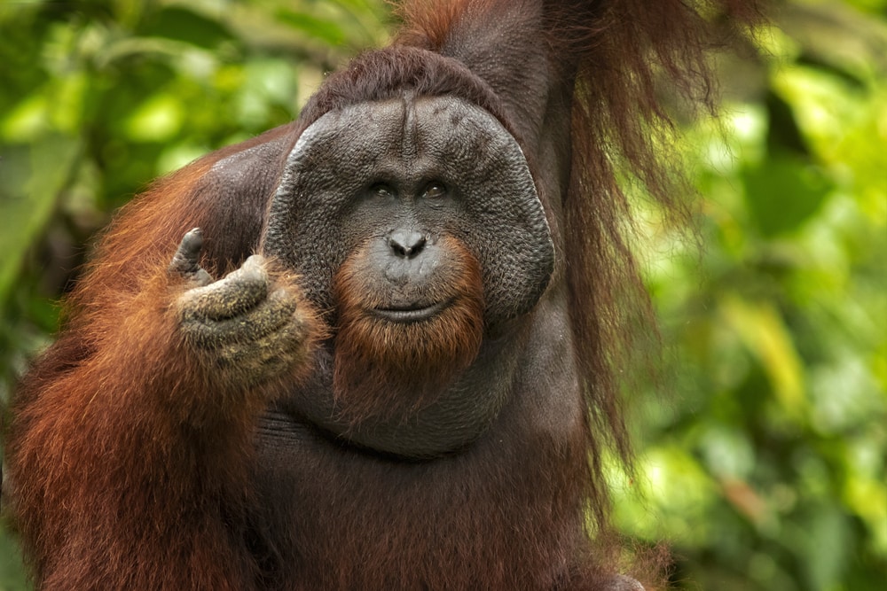 a Bornean orangutan reaching a hand in the rainforest