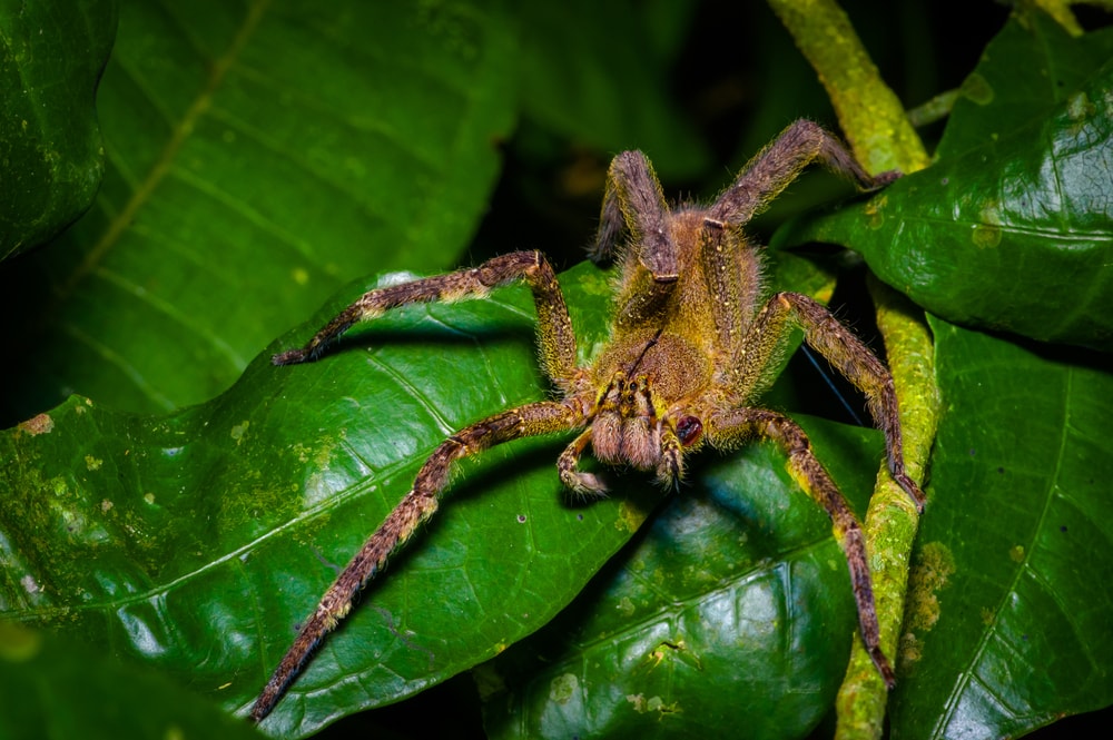 a venomous wandering spider on a heliconia leaf in the amazon rainforest in the Cuyabeno National Park, Ecuador