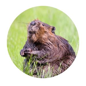 a beaver in the grass, the ecosystem engineers