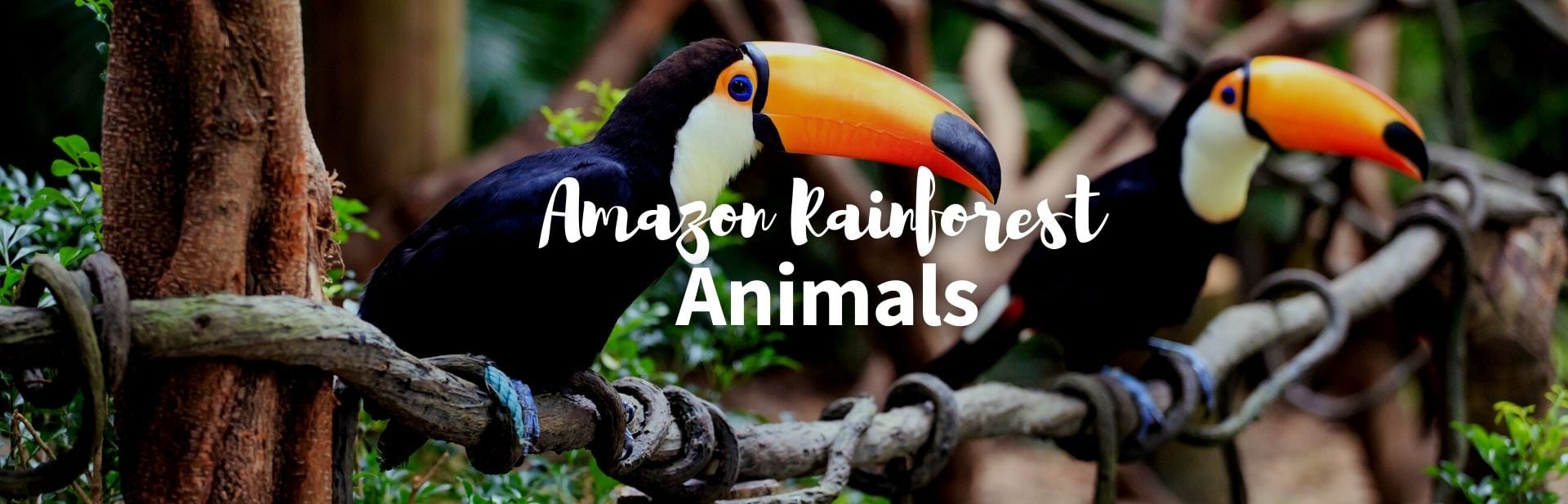 39 Fascinating Amazon Rainforest Animals, Birds & Insects