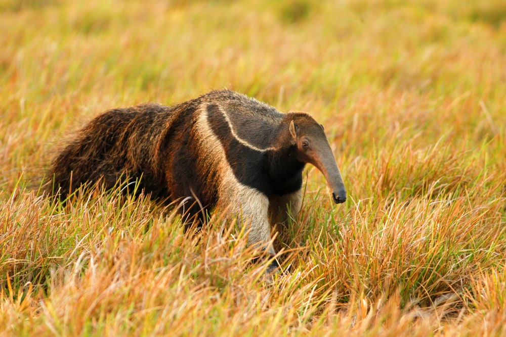 one of the amazon rainforest animals, the giant anteater walking through a grassy meadow