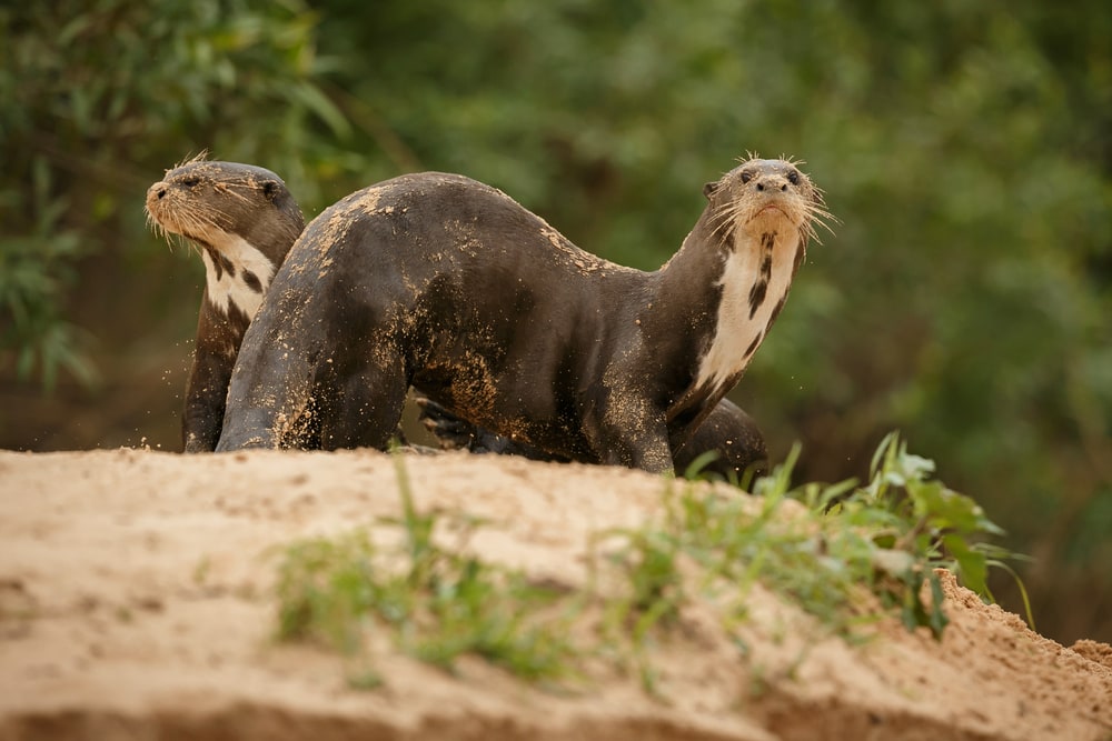 two giant river otters resting on a riverbank in the middle of the forest