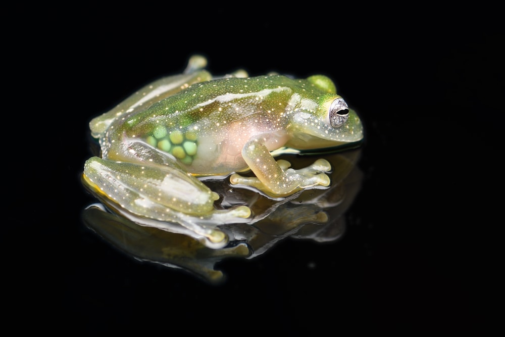image of a glass frog on a black background showing its transparent skin with eggs at the back