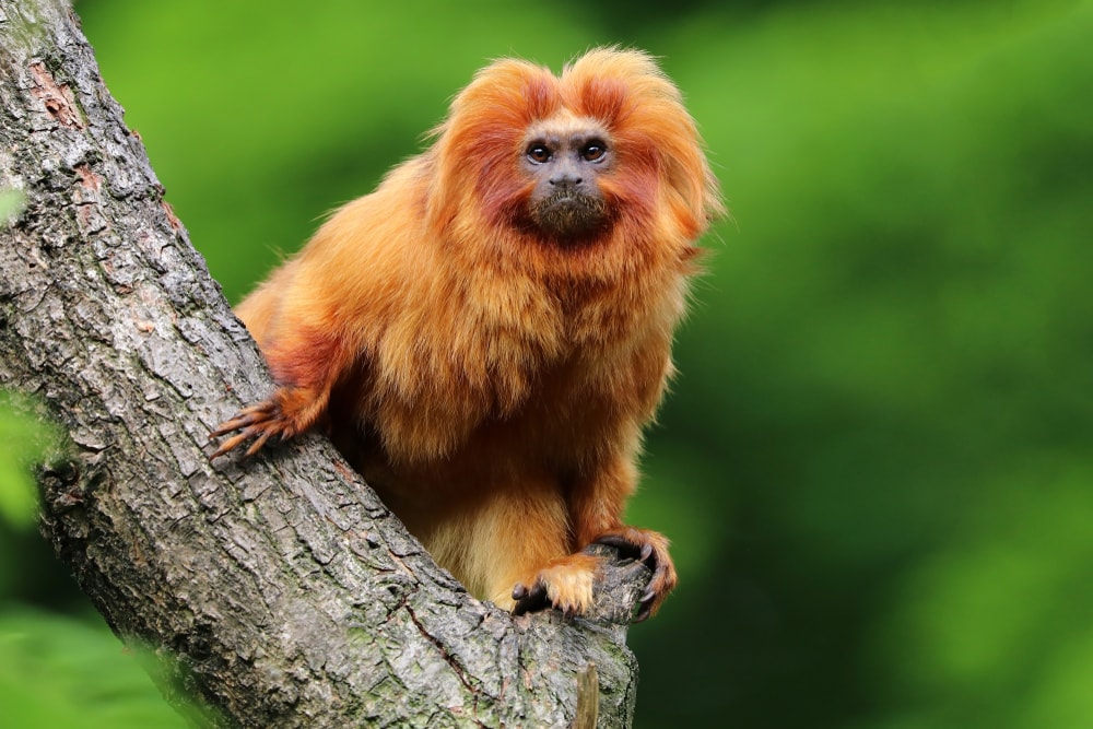 image of a golden lion tamarin on tree branch in a jungle