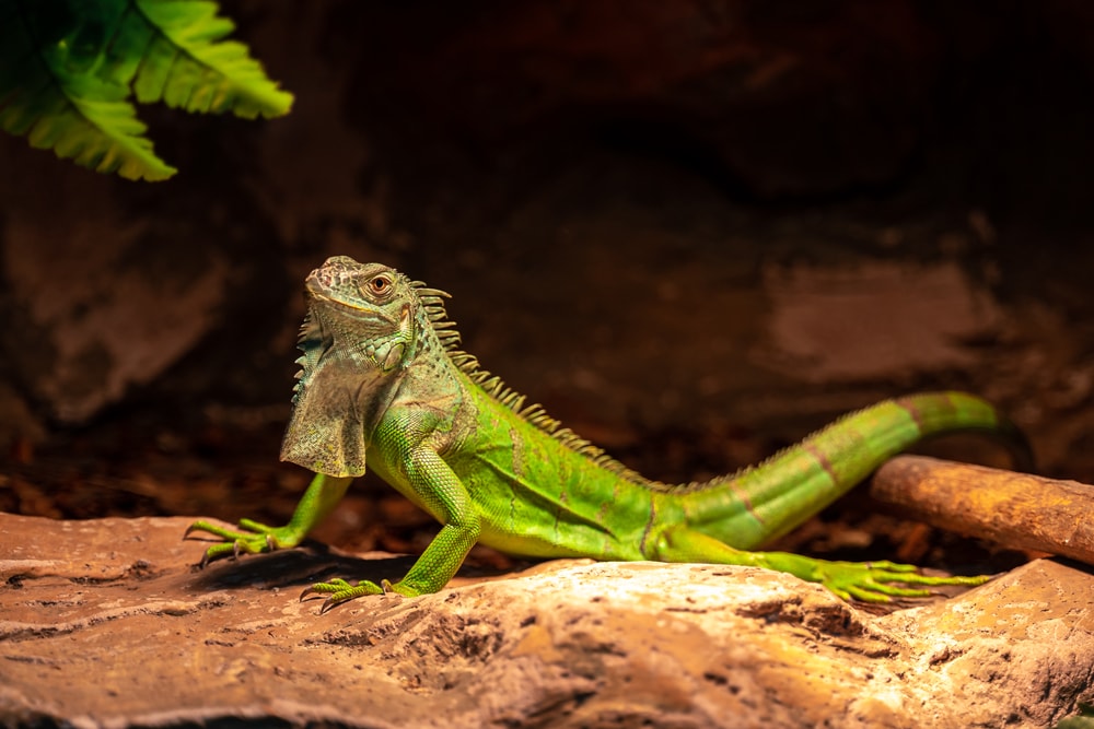 a green iguana or Iguana iguana resting on a stone in the forest