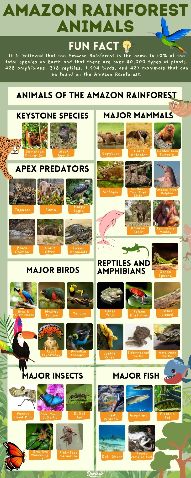 chart of the amazon rainforest animals with images and names