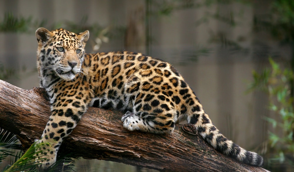 image of a jaguar resting on a tree log in the middle of the jungle