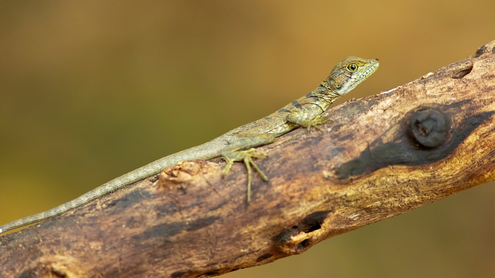 image of the common basilisk (Basiliscus basiliscus) also known as Jesus lizard because of its ability to walk on water
