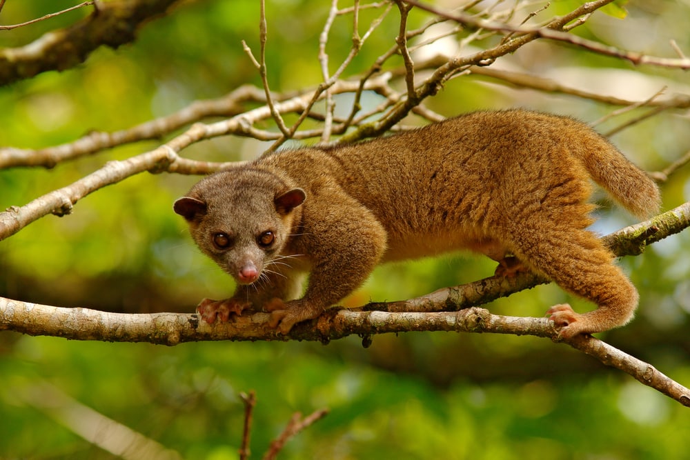 image of a kinkajou in its forest habitat on a tree