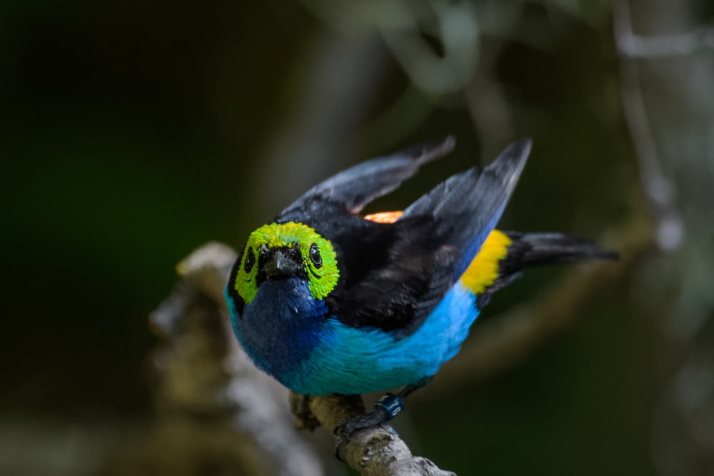 focused image of a Paradise tanager on a branch