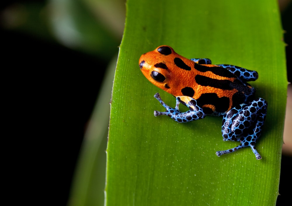 red striped poison dart frog of the  Amazon rainforest in Peru