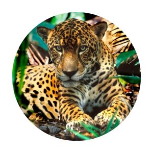 image of a jaguar, a predator