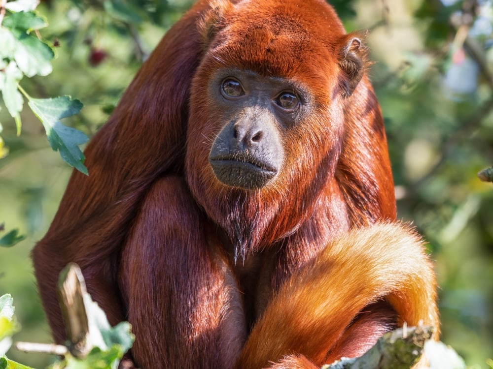 close up image of a red howler monkey sitting down on a tree in the forest.