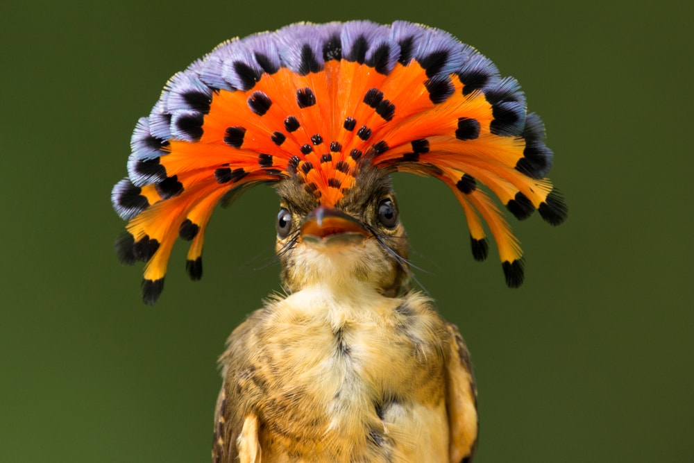 Royal Flycatcher, a tropical bird from Central and South America displaying its bright red crest.