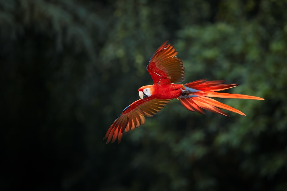 Ara macao, or scarlet Macaw, a big, red-colored, Amazonian parrot in flight