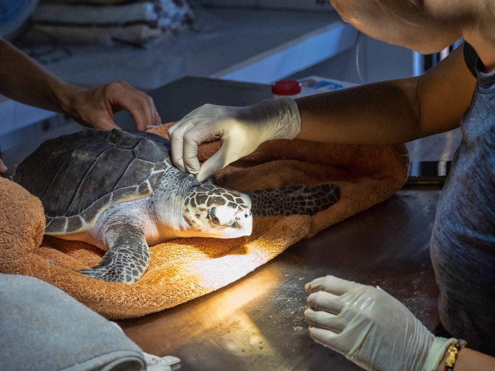 treatment of a sick sea turtle in a rescue center