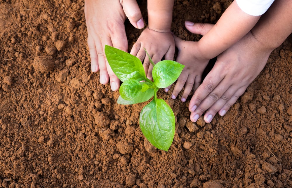 mother and baby hands soil Planting and seeding concept