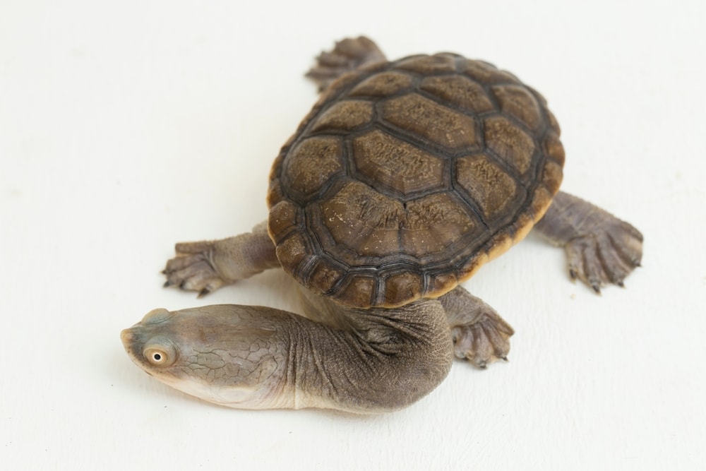 Siebenrock's snake-necked turtle, from the family of Chelidae, Suborder Pleurodira or the side-necked turtles, isolated on white background