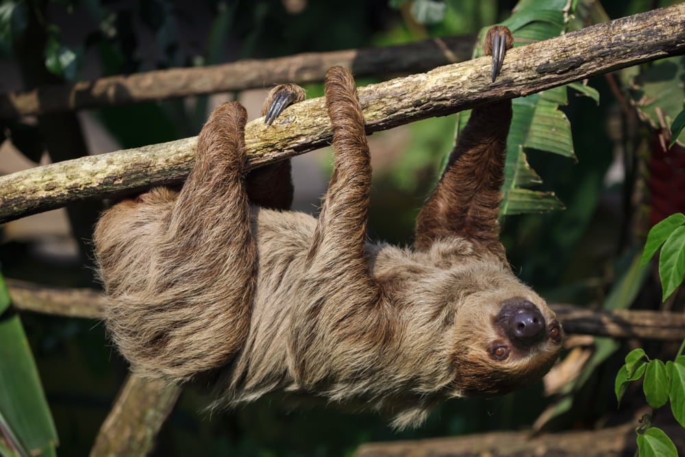 image of a southern two-toed sloth hanging upside down from a tree in the its jungle habitat