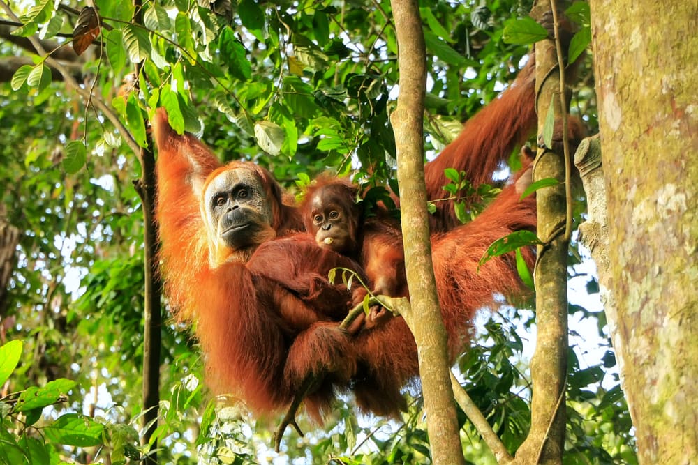 Female Sumatran orangutan with a baby hanging in the trees,