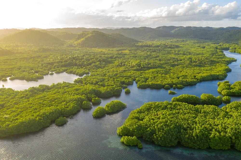 aerial view of a sunrise over the amazon rainforest