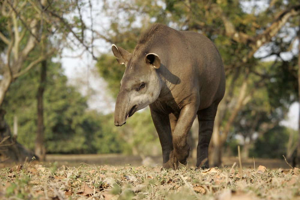 one of the largest terrestrial amazon rainforest animals, the tapir walking on land in Brazil