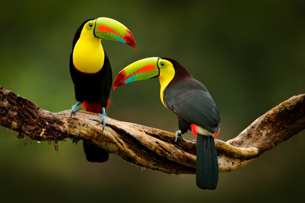 image of two toucan, one of the amazon rainforest animals, sitting on a branch in their natural habitat