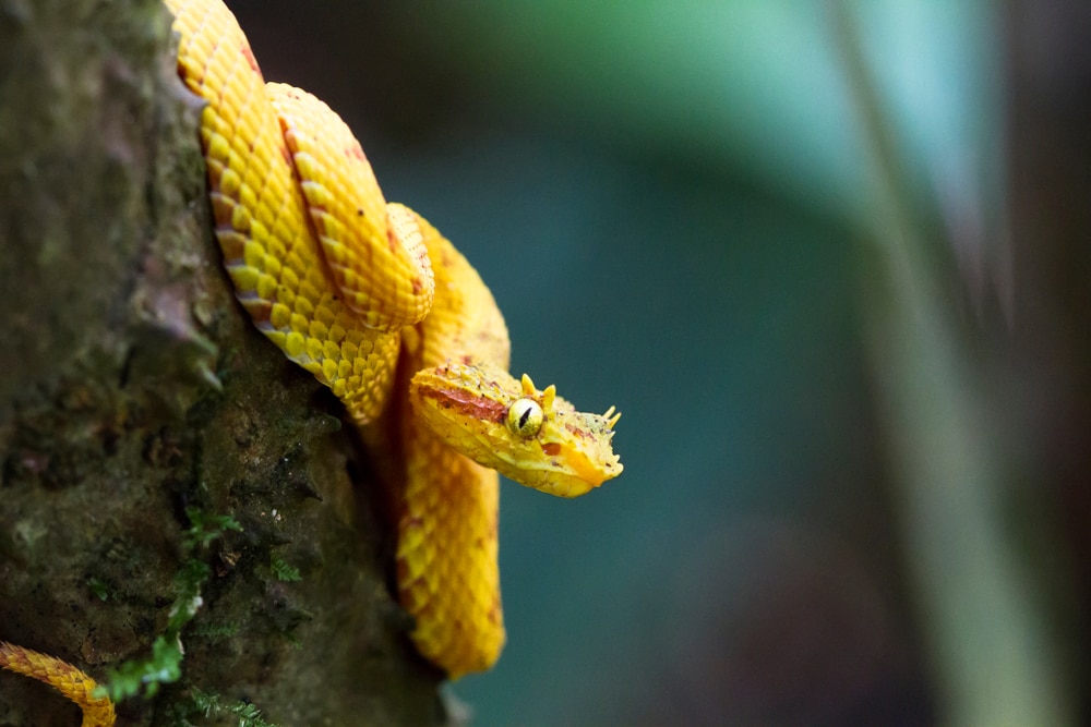 A yellow eyelash viper (Bothriechis schlegelii) sits on a tree looking out for a prey in Tortuguero, Costa Rica.