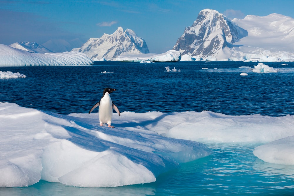 a penguin on the ice floe in the Antarctic tundra