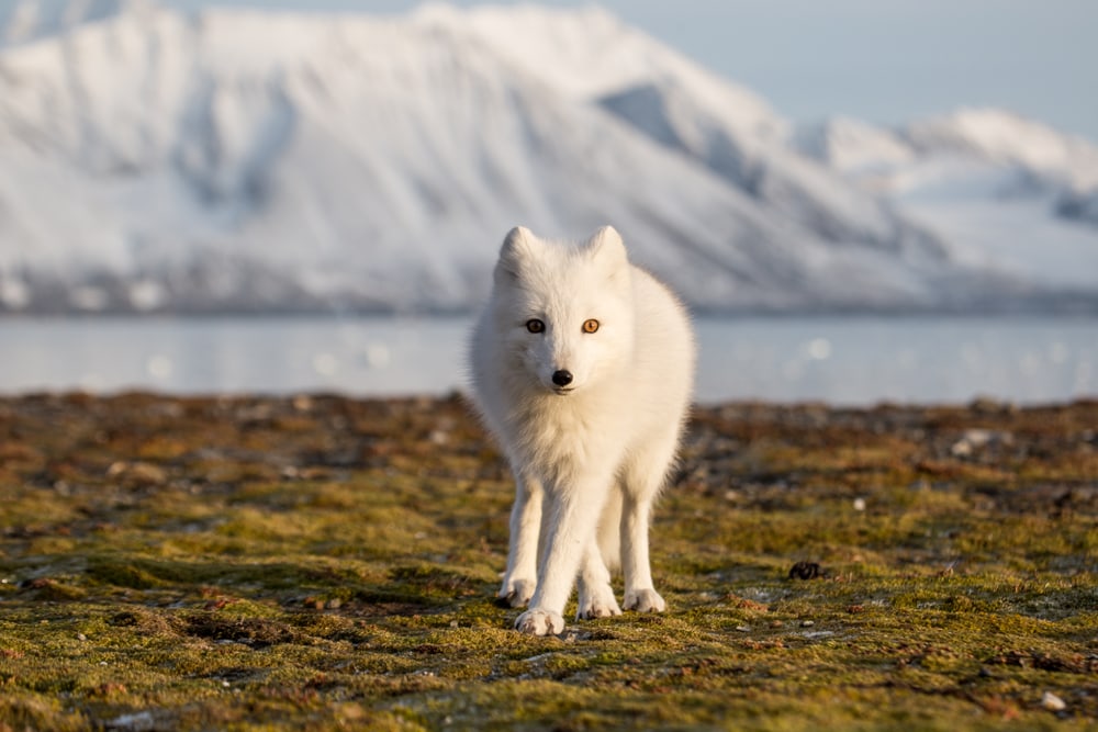 artic fox standing on arctic grounds in sunset