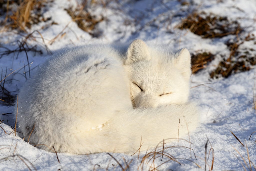 a sleeping arctic fox in a snowy ground