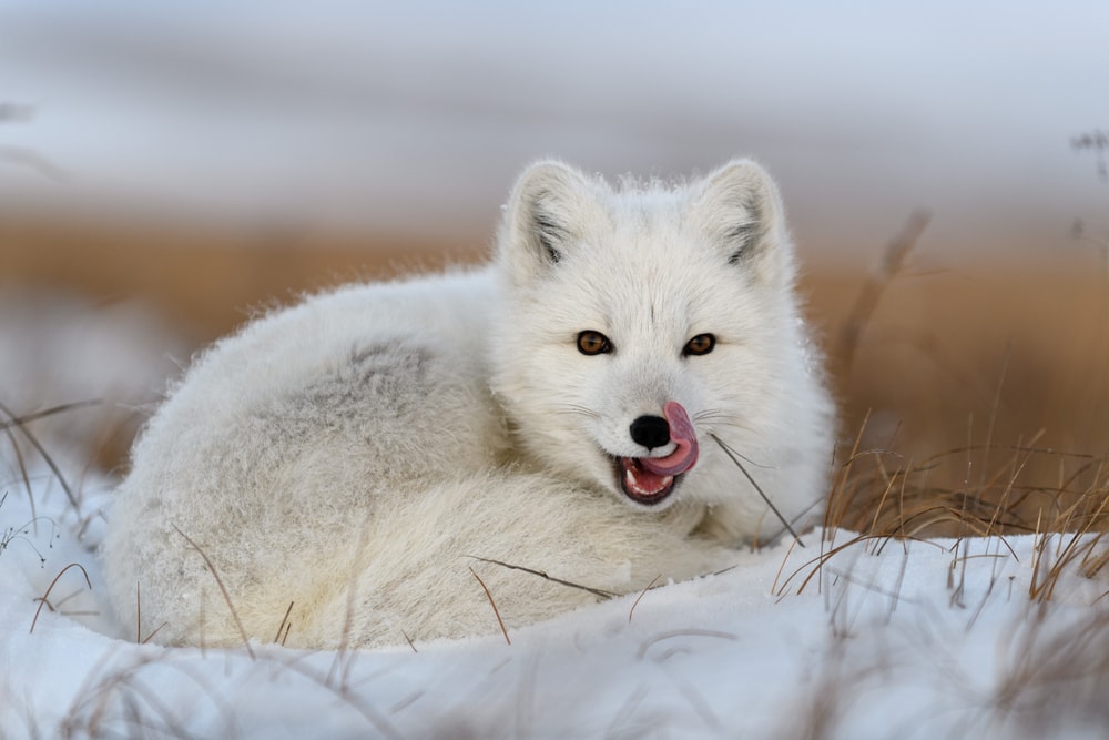 White arctic fox (Vulpes Lagopus) curled up on snow in Arctic tundra