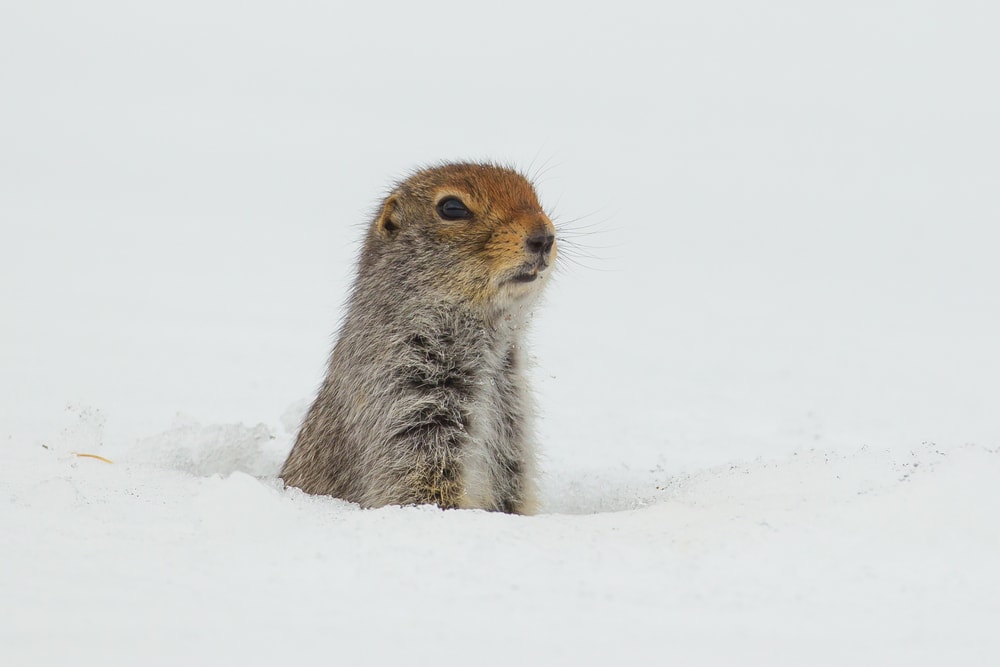 Arctic ground squirrel in its burrow in the snow