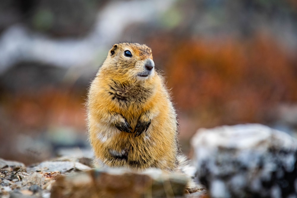 portrait of an arctic ground squirrel standing on rocks