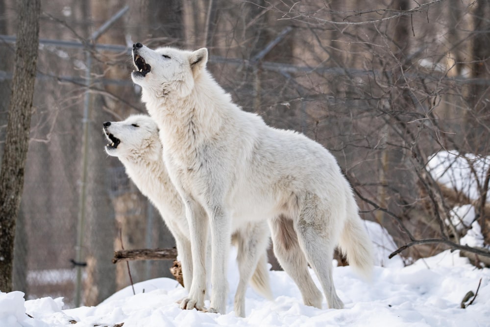 two arctic wolves howling in a boreal forest 