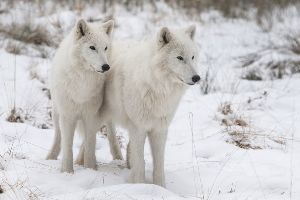 pair of  Arctic wolves walking in a tundra 