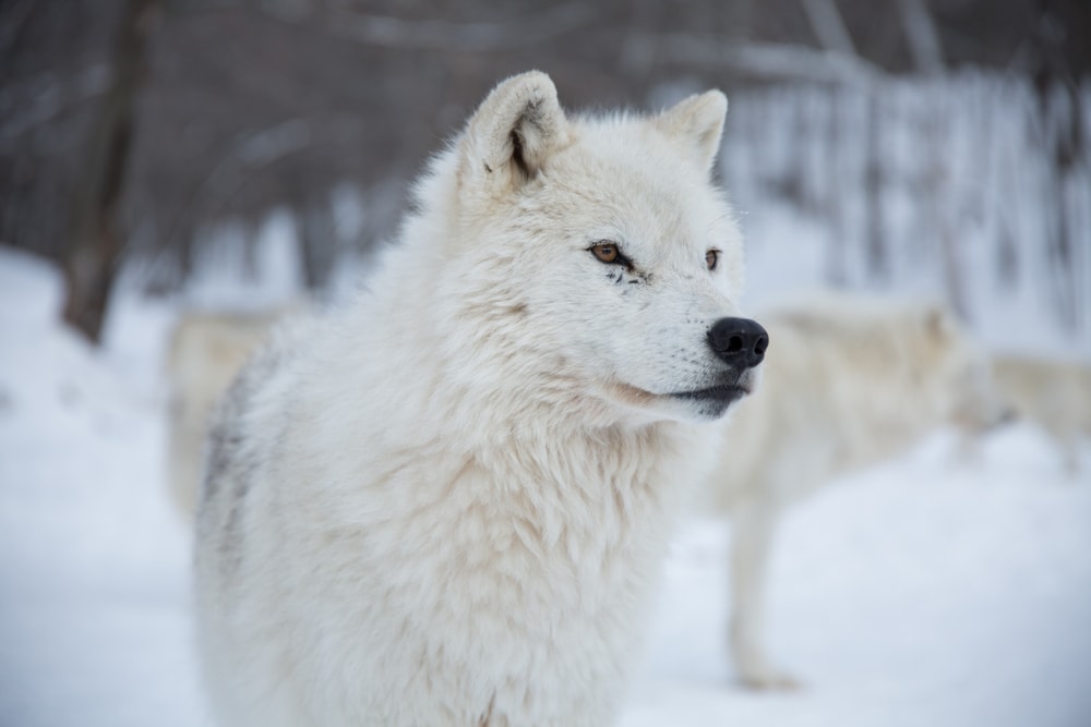 close up shot of an arctic wolf in a winter forest