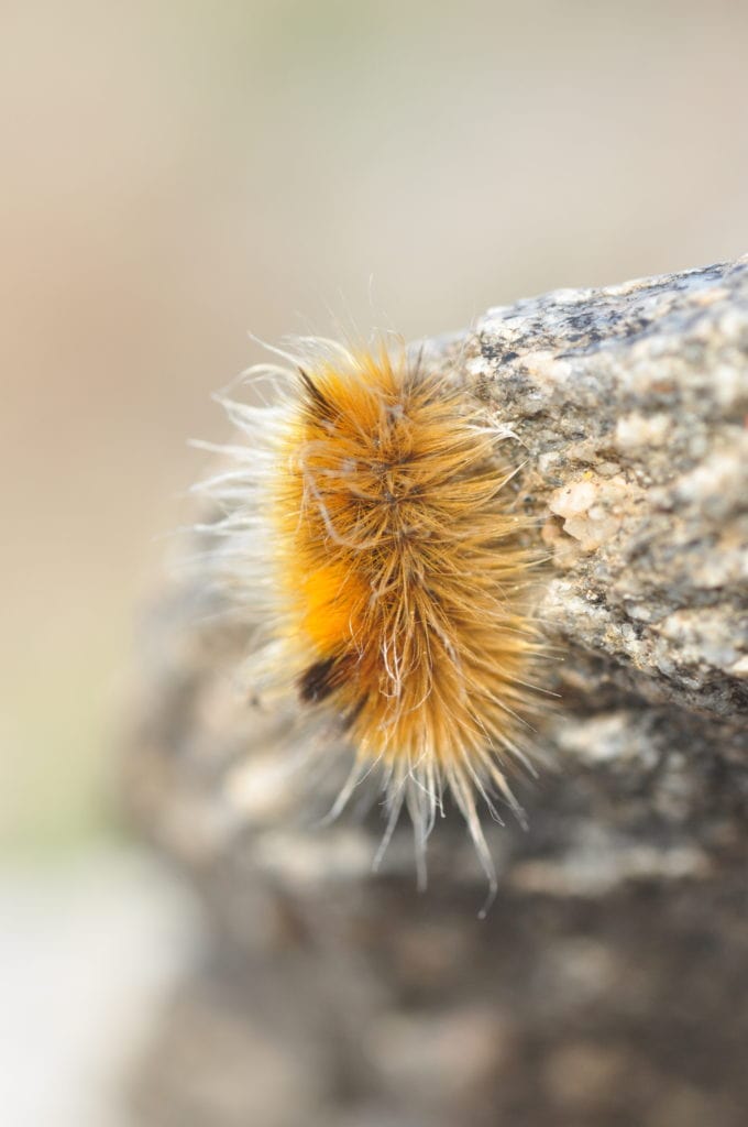 image of an arctic  woollybear moth attached to a stone
