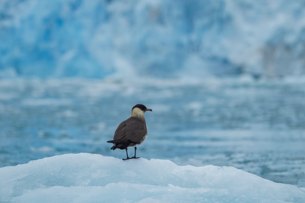 image of an arctic skua or parasitic Jaeger on iceberg