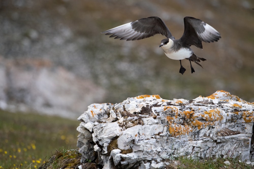 a skua preparing to land on a grass meadow