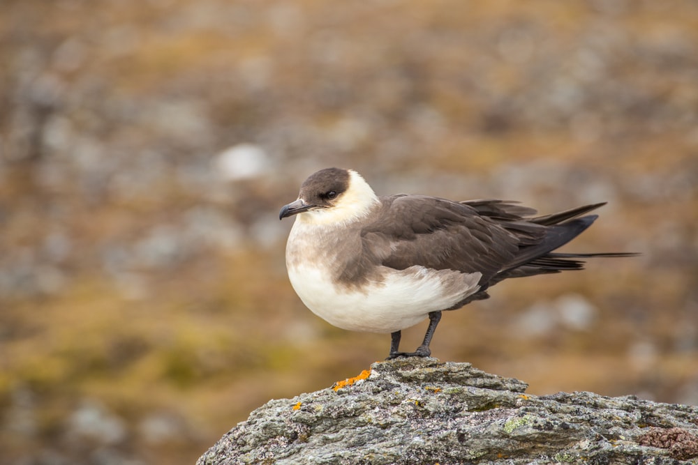 the arctic skua or the Parasitic jaeger. Stercorarius parasiticus. standing on a stone