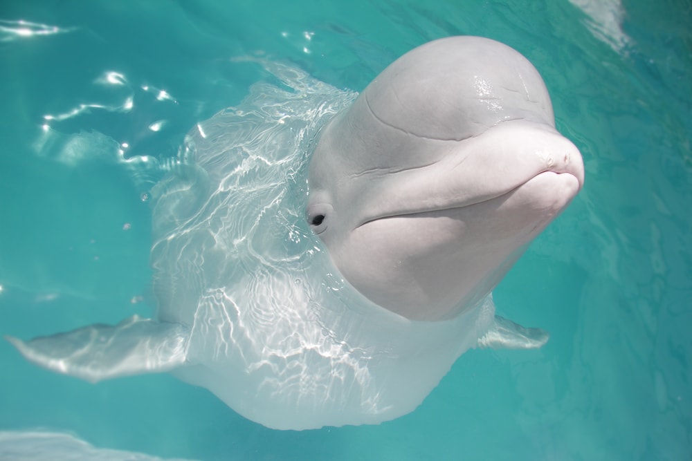 beluga whale popping its head out of the water