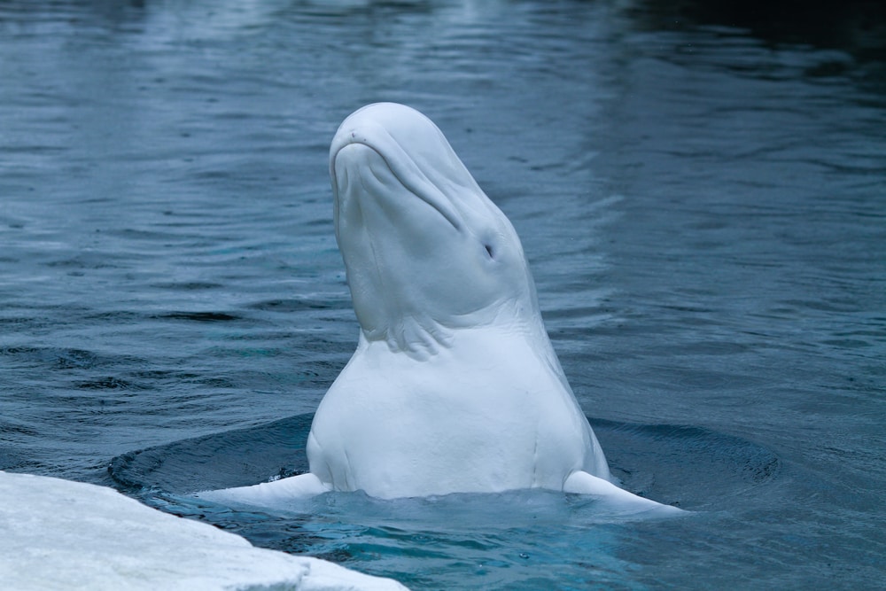 a beluga whale jumping from the water in the Arctic sea