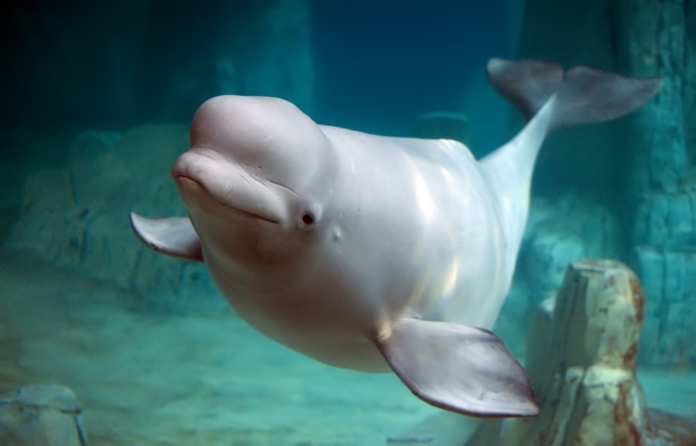 beluga whale in a clear blue underwater