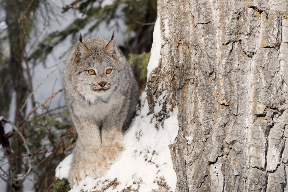 Canadian lynx looking for prey to hunt on a tree in a boreal forest