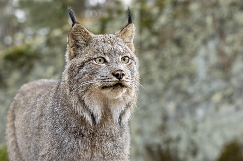 close up and detailed headshot of a Canadian lynx in a boreal forest